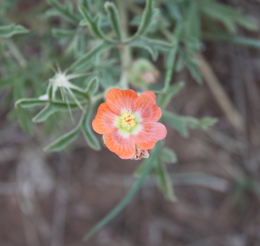 Scarlet Globemallow